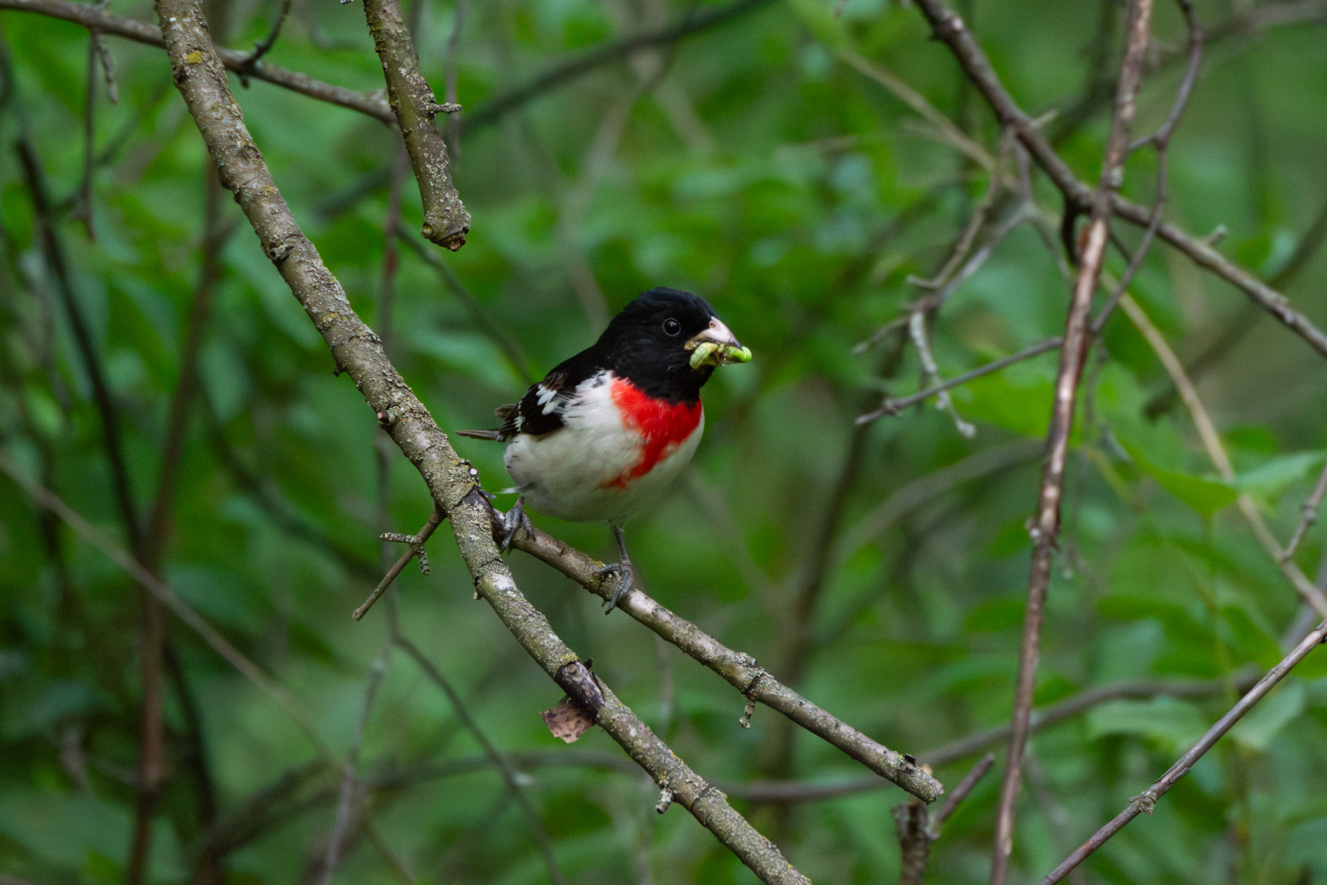 Grosbeak bringing an inchworm to its young