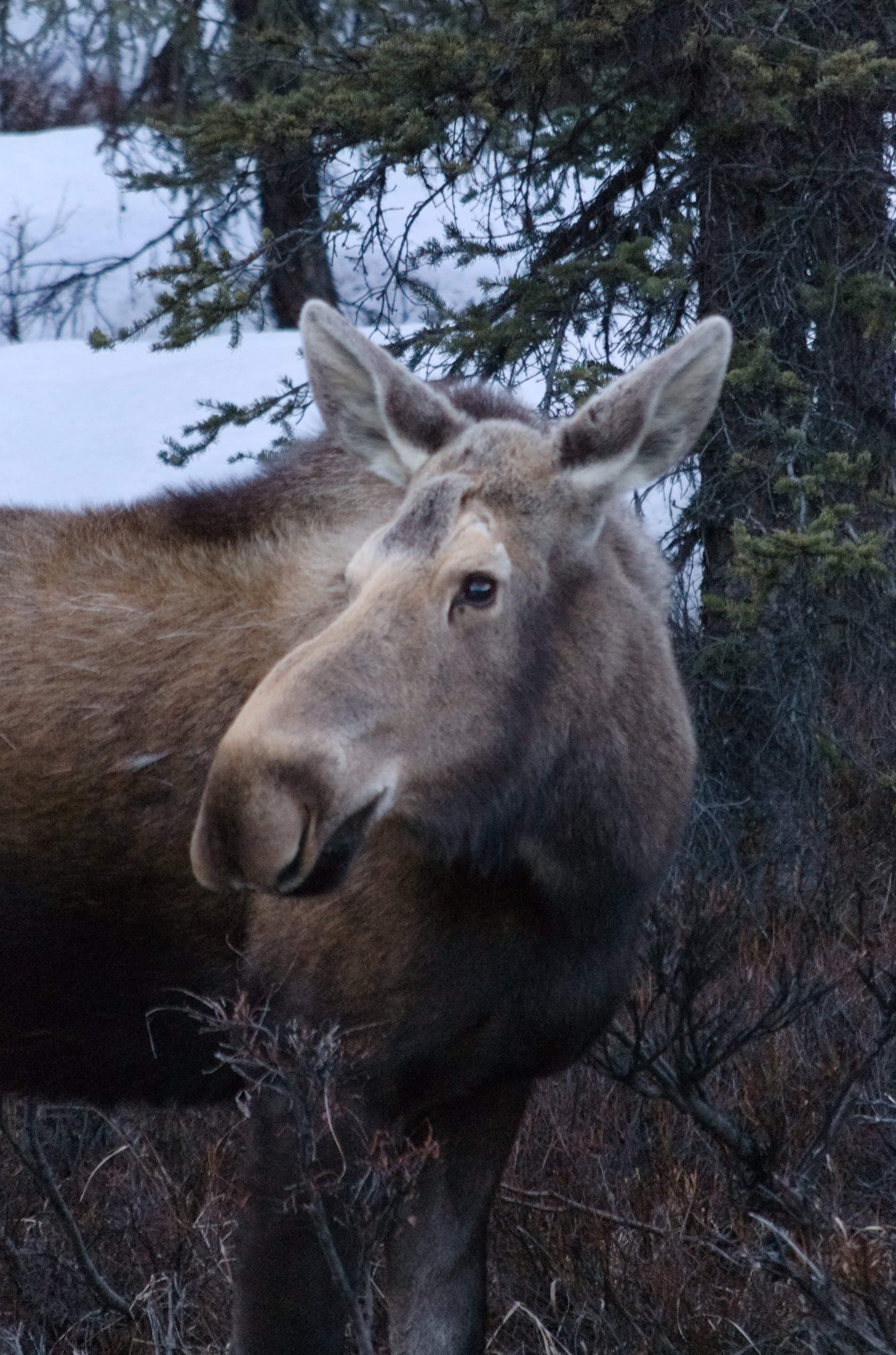 Moose showing her good side