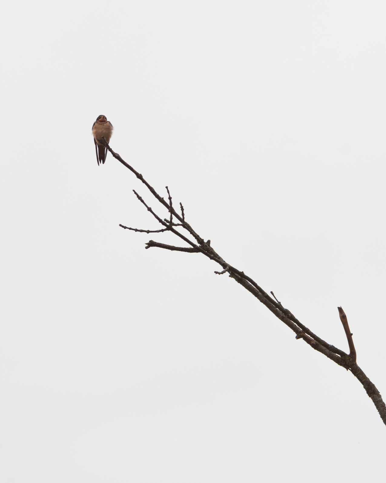 Young swallow on the end of a high branch
